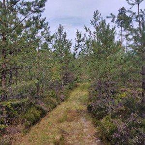 Starp Silciemu un Lorupi  (15 km) 2