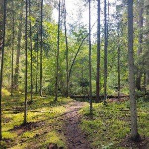 Starp Silciemu un Lorupi  (15 km) 1