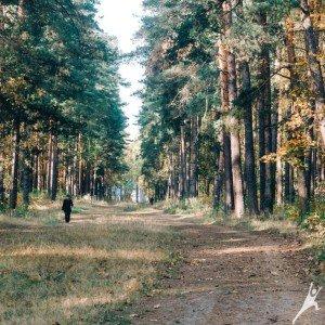 Pa auto trasi Biķernieku mežā (11 km) 3