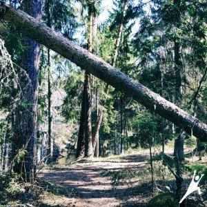 Rīvas līkloči un jūra tropiskos toņos (25 km) 2