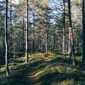 Lāčupītes dendrārija taka un pastaiga gar jūru (5 km) 2