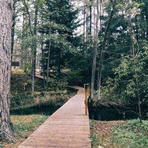 Lāčupītes dendrārija taka un pastaiga gar jūru (5 km) 1