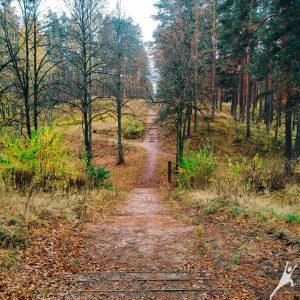 Biķernieku meža pastaiga (7 km) 2